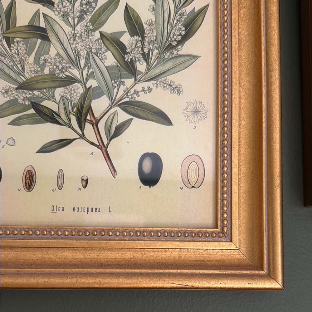 Gold Ornate Picture Frame Wall Art - Botanical Print - Picture 4 of 6